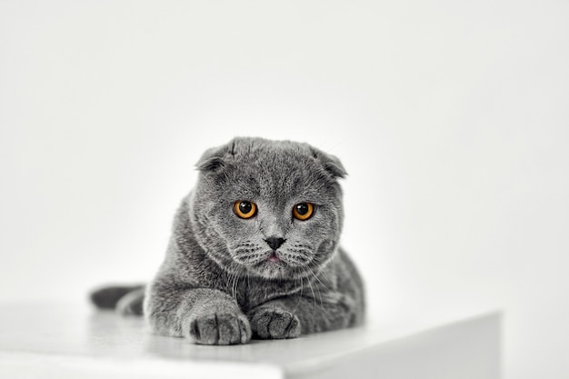 Gato Scottish Fold aislado en blanco