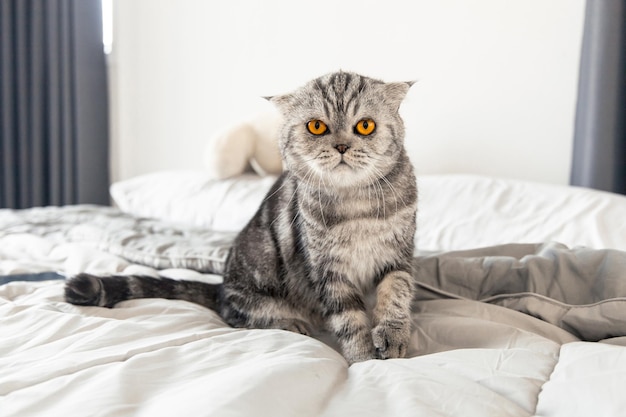 Gato Scottish Fold en una cama blanda en la habitación. Gato gris acostado en la cama.