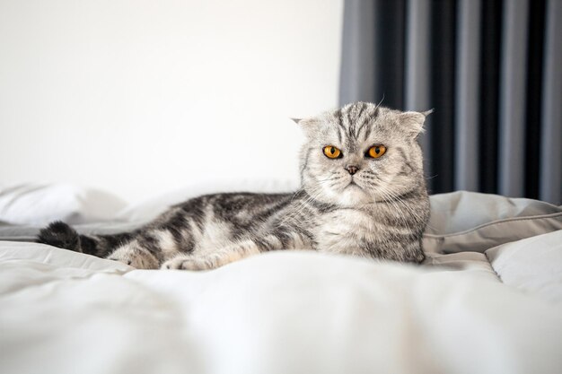 Gato Scottish Fold en una cama blanda en la habitación. Gato gris acostado en la cama.