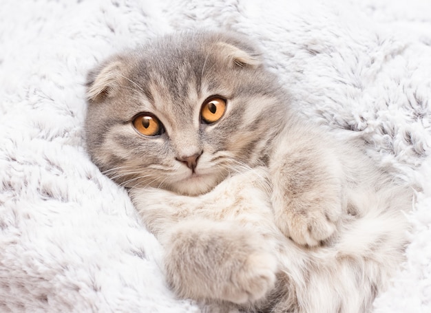 Scottish Fold - Conheça mais sobre os gatos Scottish Fold