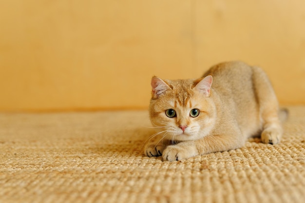 Gato Scottish Fold divertido con hermosos ojos grandes