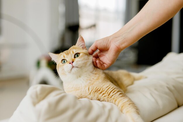 Gato Scottish Fold divertido con hermosos ojos grandes