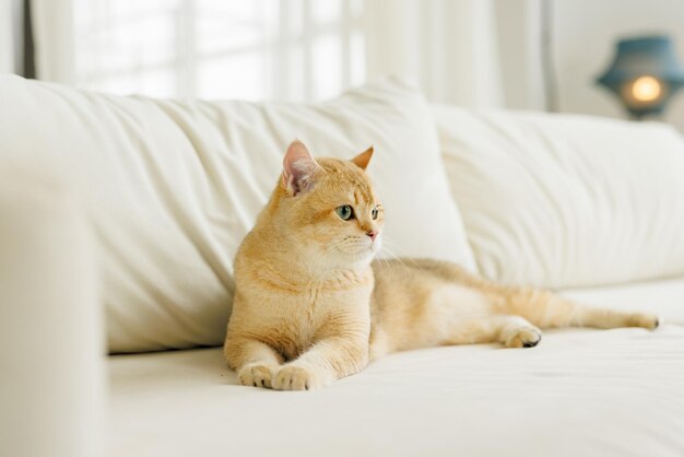 Gato Scottish Fold engraçado com belos olhos grandes