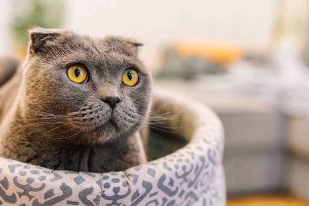 Un gato Scottish Fold gris con ojos amarillos se sienta en una cama blanda en un interior moderno