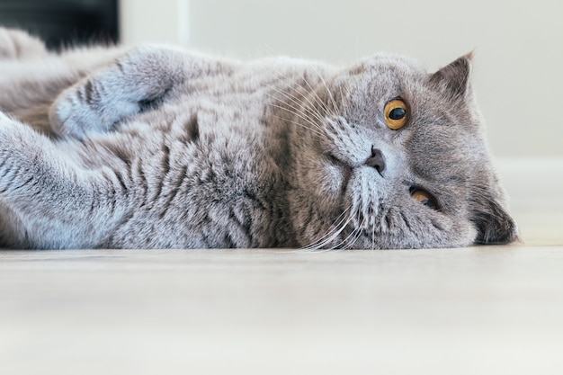 Gato Scottish Fold gris con ojos naranjas yace de lado en el suelo