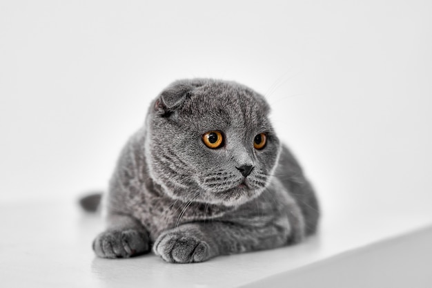 Gato Scottish Fold isolado no branco