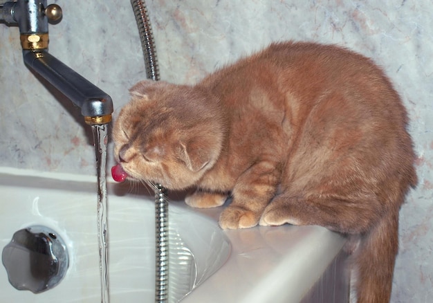 Gato Scottish Fold lamiendo el agua del grifo