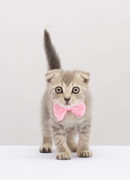 Gato scottish fold con lazo rosa