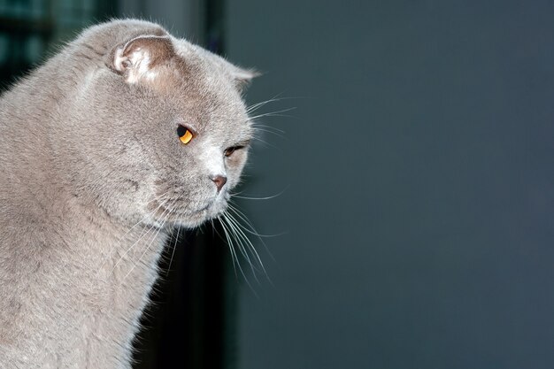 Gato Scottish Fold con ojos naranjas