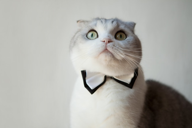 Foto gato scottish fold con pajarita mirando hacia arriba mientras como un caballero sobre fondo blanco.