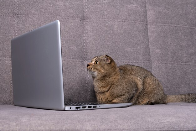 Gato Scottish Fold con portátil en el sofá.