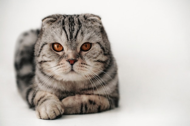 Gato Scottish Fold en el suelo