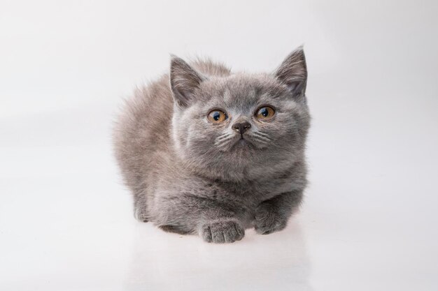 Gato Scottish Fold