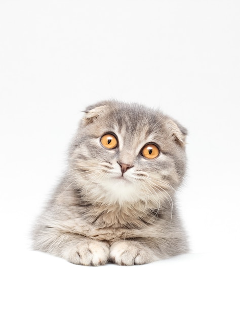 Gato Scottish Fold