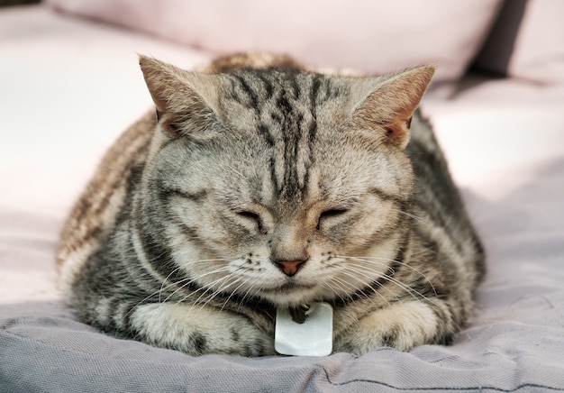 Gato se sente relaxado no tapete