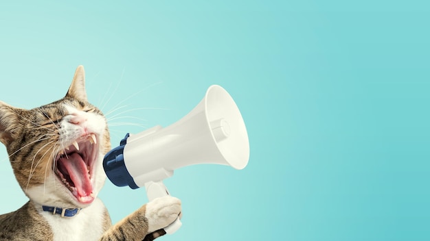 Gato segurando megafone Projeto de conceito de arte Fundo mínimo de publicidade