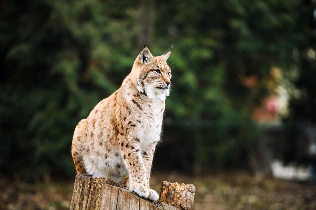 Foto gato selvagem eurasiático lince