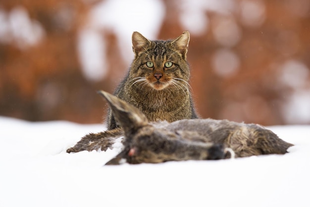 Gato selvagem europeu comendo presas mortas na neve no inverno