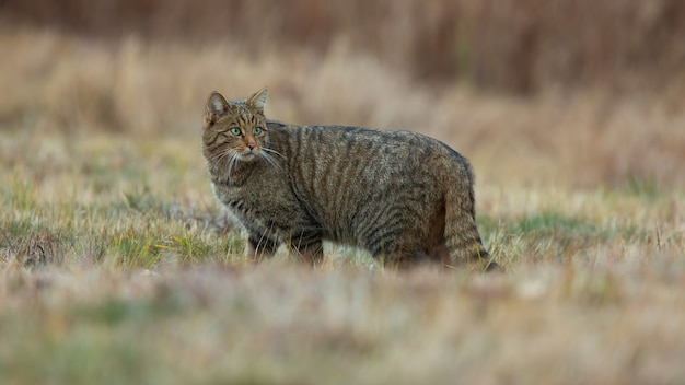 Gato selvagem europeu em pé no campo na natureza do outono