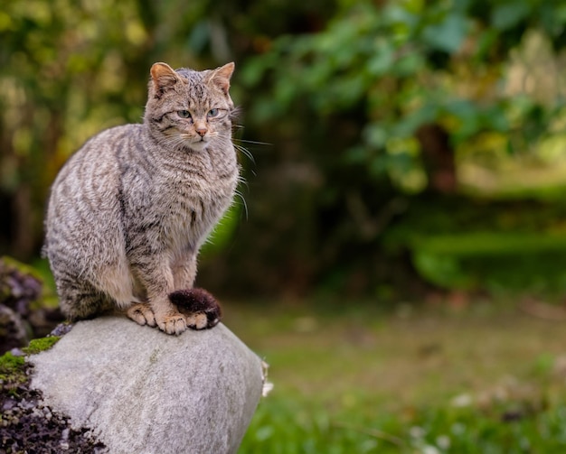 Gato selvagem europeu Felis silvestris com rabo de ponta listrada e preta distintivo sentado em um galho