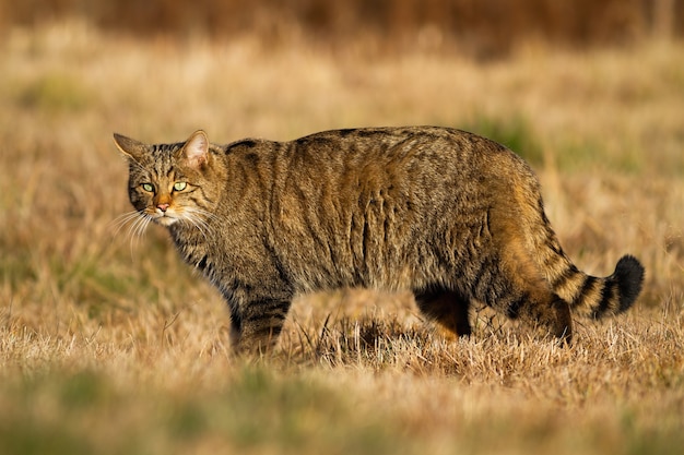 Gato selvagem europeu interessado enquanto caça no prado seco no outono