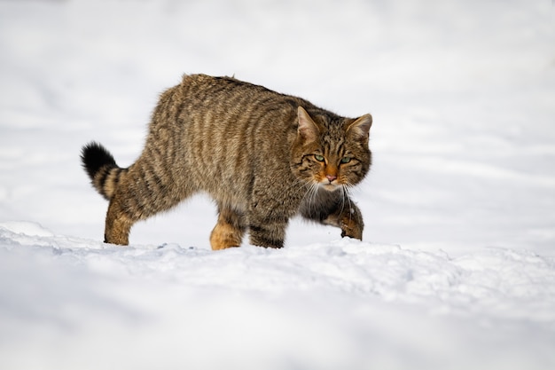 Gato selvagem europeu vadear através da neve da paisagem de inverno