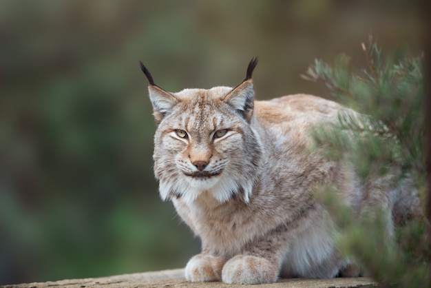 Gato selvagem Lynx no habitat da floresta da natureza