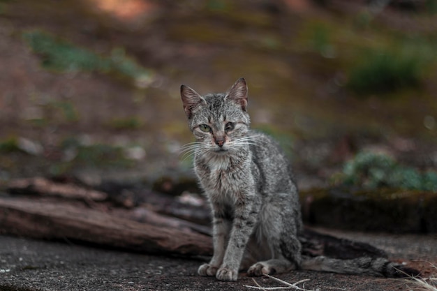 gato selvagem na floresta