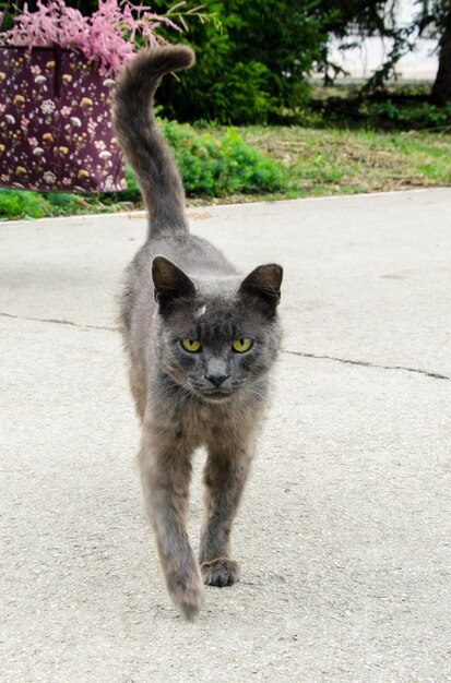 Gato selvagem na natureza atrás de uma árvore