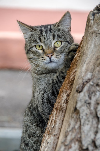 Foto gato selvagem na natureza atrás de uma árvore