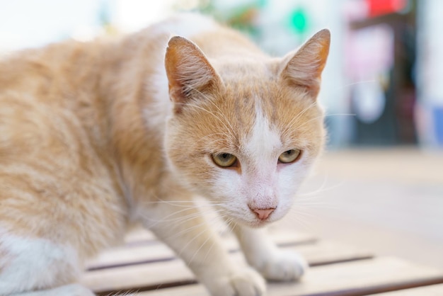 Gato selvagem vermelho e branco sujo e com fome se senta no banco do parque e olha para todos com uma queixa ...