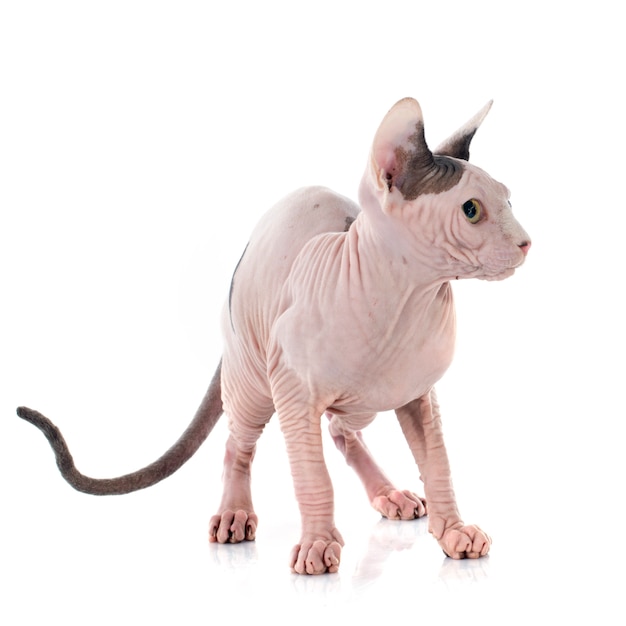 Gato sem pêlos de Sphynx