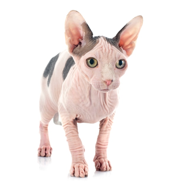 Gato sem pêlos de sphynx