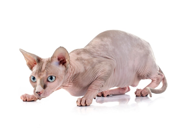 Gato sem pêlos de sphynx