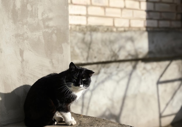 Gato sem-teto perto de prédio ao ar livre Animal abandonado