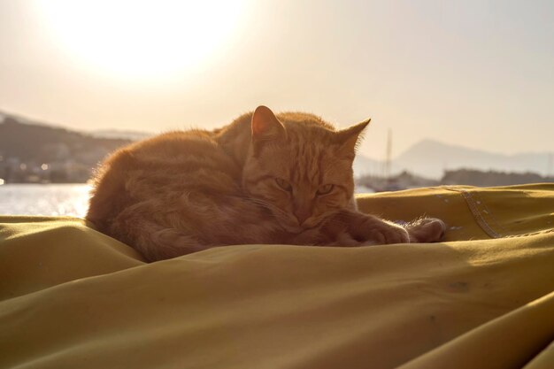 Gato sem-teto urbano dorme no aterro em uma noite fechada