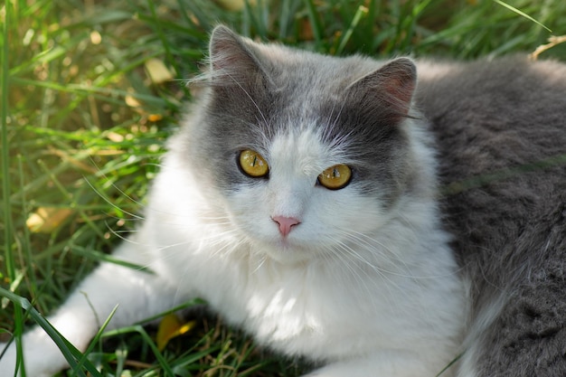 Gato en el sendero en el fondo del jardín verde de verano Gato alegre acostado en el prado con diente de león floreciendo alrededor Vive en armonía con la naturaleza