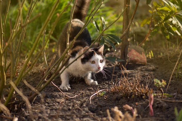 Gato senta-se no jardim do gramado verde. Gato deitado na natureza.