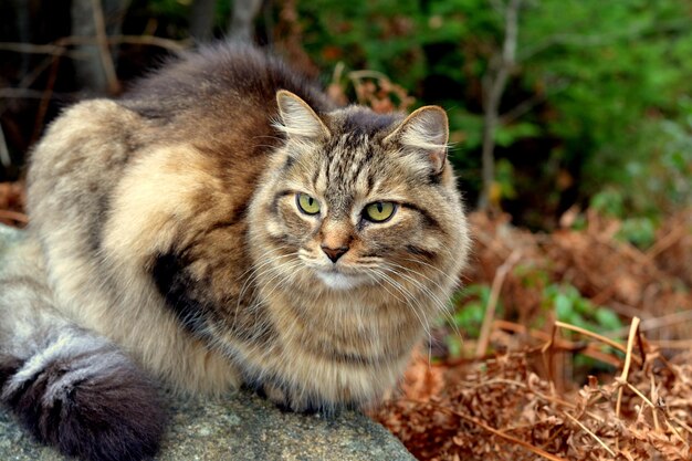 Foto gato sentado al aire libre