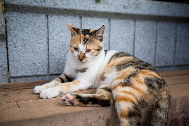 Gato sentado al aire libre