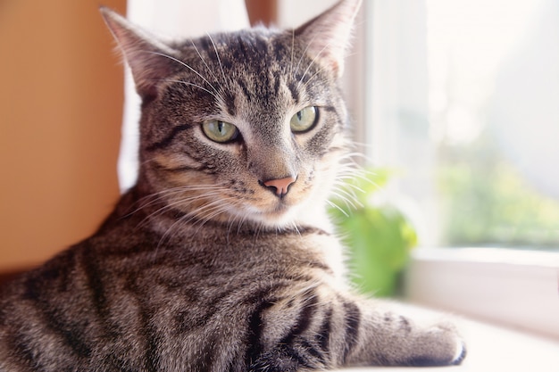 Gato sentado al lado de una ventana