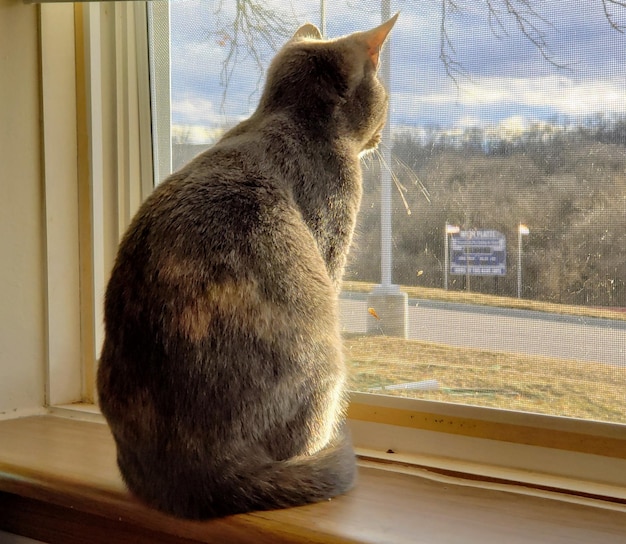 Foto gato sentado en el alféizar de la ventana