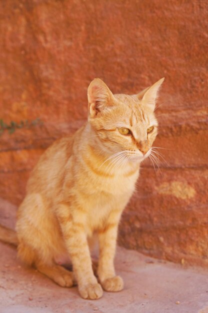 Foto gato sentado ao ar livre