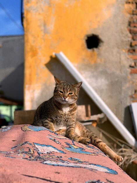 Foto gato sentado ao ar livre