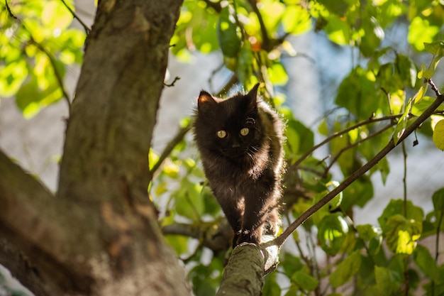 Gato sentado en un árbol en un jardín verde Gatito en un árbol escondido en las hojas