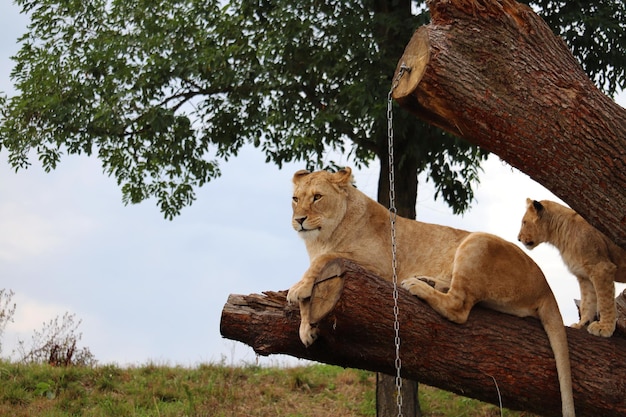 Foto gato sentado en un árbol