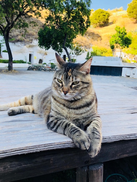 Foto gato sentado en un árbol