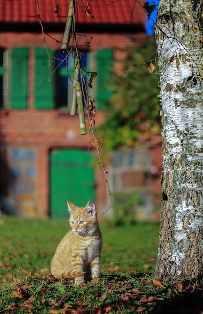 Foto gato sentado en un árbol