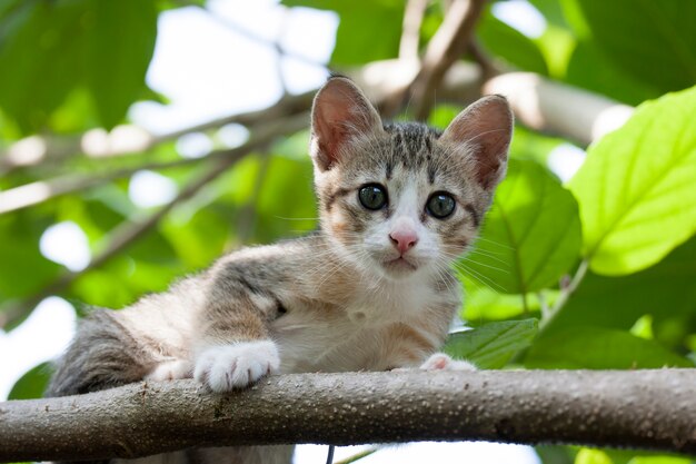 Gato sentado en un árbol