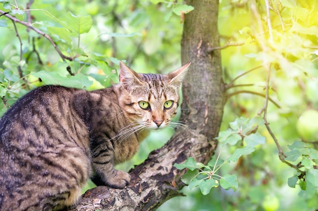 Gato sentado en un árbol